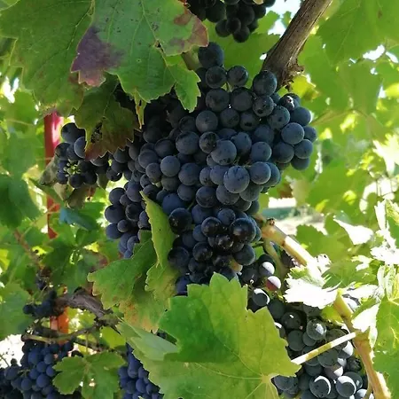 Quinta Do Formil - Serra Da Estrela Gouveia (Guarda)